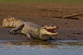 Animal in the river. Portrait of Caiman, crocodile in the water with evening sun. Crocodile from Costa Rica. Crocodile in the wate