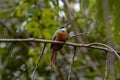 Animal Rufous-tailed Jacamar Bird Royalty Free Stock Photo