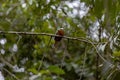 Animal Rufous-tailed Jacamar Bird Royalty Free Stock Photo