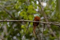 Animal Rufous-tailed Jacamar Bird Royalty Free Stock Photo