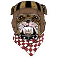 Bulldog, dog. Rugby leather helmet. Portrait of cute animal. Royalty Free Stock Photo