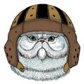 Persian longhair cat. Rugby leather helmet. Pet portait. Animal head. Kitty face.