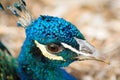 An animal`s head caught in a photographers camera