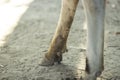 An animal's two dirty legs are standing on the ground and its background is blurred