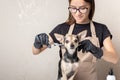 Animal salon, grooming, a female groomer cuts a small dog, pet beauty and hygiene, animal hair cutting