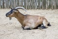 Capra aegagrus hircus domestic goat Royalty Free Stock Photo