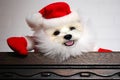 Christmas dog, animal Santa Claus Royalty Free Stock Photo