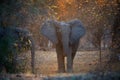 Animal scene from Mana Pools National Park. Direct view, african elephant met on walking safari. African bush elephant with Royalty Free Stock Photo