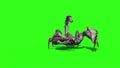 Animal Scorpio Attack Loop Front Green Screen 3D Rendering