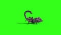 Animal Scorpio Attack Loop Side Green Screen 3D Rendering