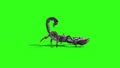 Animal Scorpio Walk Loop Side Green Screen 3D Rendering