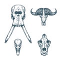 Animal Scull Set Elephant Buffalo Ostrich Lion