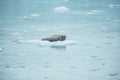 Animal seal wild spitsbergen svalbard arctic glacier Royalty Free Stock Photo