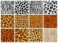 Animal seamless pattern set. Mammals Fur. Collection of print skins. Predators Camouflage. Cheetah Giraffe Zebra Leopard