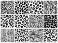 Animal seamless pattern set. Mammals Fur. Collection of print skins. Predators Camouflage. Cheetah Giraffe Zebra Leopard