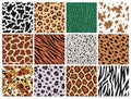 Animal seamless patterns. Mammals, predators fur, reptile skin prints, leather backgrounds, zebra jaguar and tiger Royalty Free Stock Photo