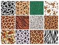 Animal seamless patterns. Mammals, predators fur, reptile skin prints, leather backgrounds, zebra jaguar and tiger textile, Royalty Free Stock Photo