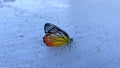 A beautiful Common Jezebel butterfly. Royalty Free Stock Photo