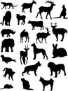 Animal shapes