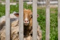 Animal sheep with dirty hair looking over the fence Royalty Free Stock Photo