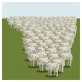 Animal sheep herd queuing