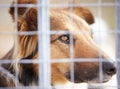 Animal shelter, fence and sad dog in sanctuary waiting for adoption, foster care and rescue. Pets, depressed and closeup