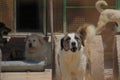 Animal shelter in Hashtgerd city of Karaj province that protects dogs