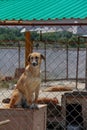 Animal shelter in Hashtgerd city of Karaj province that protects dogs