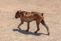 Animal shelter in Hashtgerd city of Karaj province that protects dogs