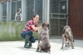 Animal shelter volunteer feeding dogs