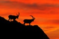 Animal silhouette with orange evening sunset in the Alps. Antler Alpine Ibex, Capra ibex, animal in nature habitat, France.