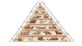 Animal Size Hierarchy, A Visual Guide Royalty Free Stock Photo