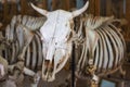 Animal skeleton in veterinary museum, focus on scull with horns