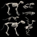 Animal skeletons Royalty Free Stock Photo