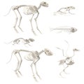 Animal skeletons Royalty Free Stock Photo