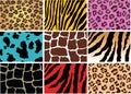 Animal skin