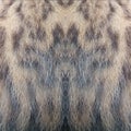 animal skin, cat stripes, cat hairs, fur, animal hairs, fur, animal print, striped skin