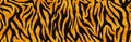 Animal skin print, seamless texture. Tiger fur, orange stripes pattern. Safari repeating background. Vector Royalty Free Stock Photo