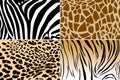 Animal skin texture