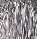 Animal skin texture background of malayan porcupine hystrix brachyura fur
