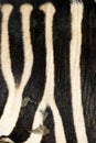 Animal skin, Zebra or Burchell`s Zebra, striped background texture