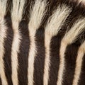 Animal skin Zebra