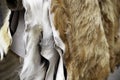 Animal skins fur