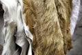 Animal skins fur