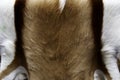 Animal skins fur