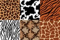 Animal skins pattern. Leopard leather, fabric zebra and tiger skin. Safari giraffe, cow print and snake seamless