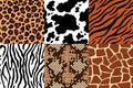 Animal skins pattern. Leopard leather, fabric zebra and tiger skin. Safari giraffe, cow print and snake seamless patterns vector Royalty Free Stock Photo