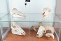 Animal skull . biology anatomy concept . medical museum