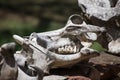Animal Skull Dried Up Tusks and Teeth
