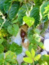 Animal small snail garden outdoor Royalty Free Stock Photo